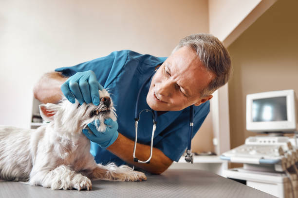 Best Weekend Emergency Dentist in North Rock Springs, WY